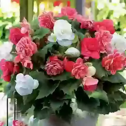 Begonia Mixes